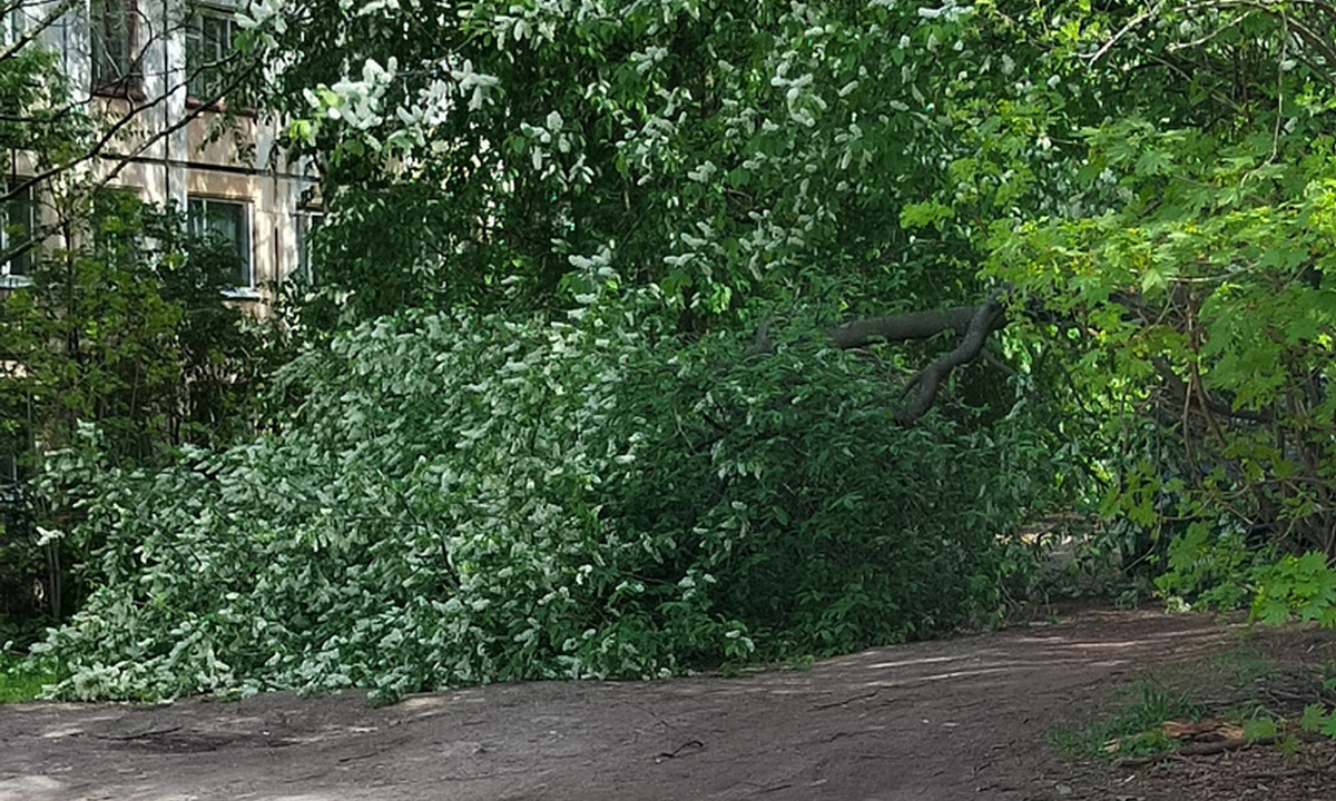В Петрозаводске рухнувшее дерево лежит уже неделю во дворе