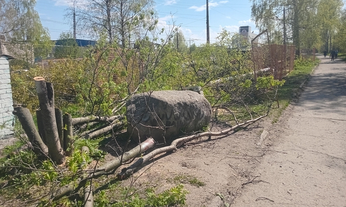 «До слез!» В Петрозаводске спилили деревья, которые сажали дети