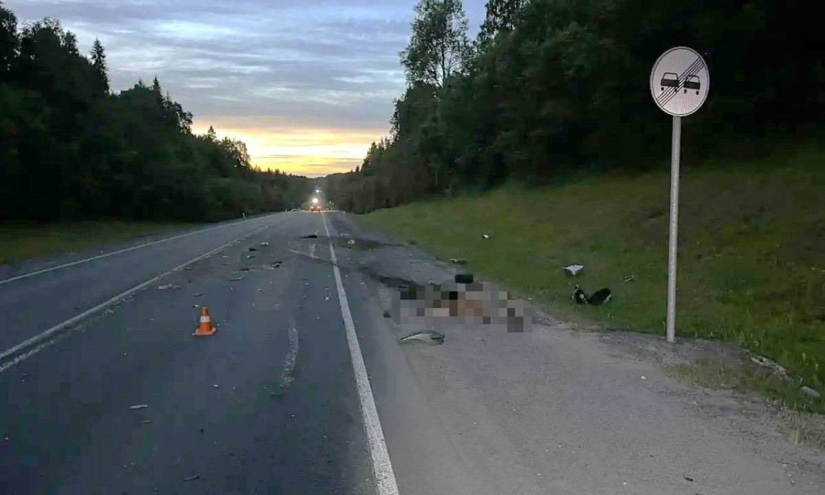 В Карелии растет число ДТП с лосями