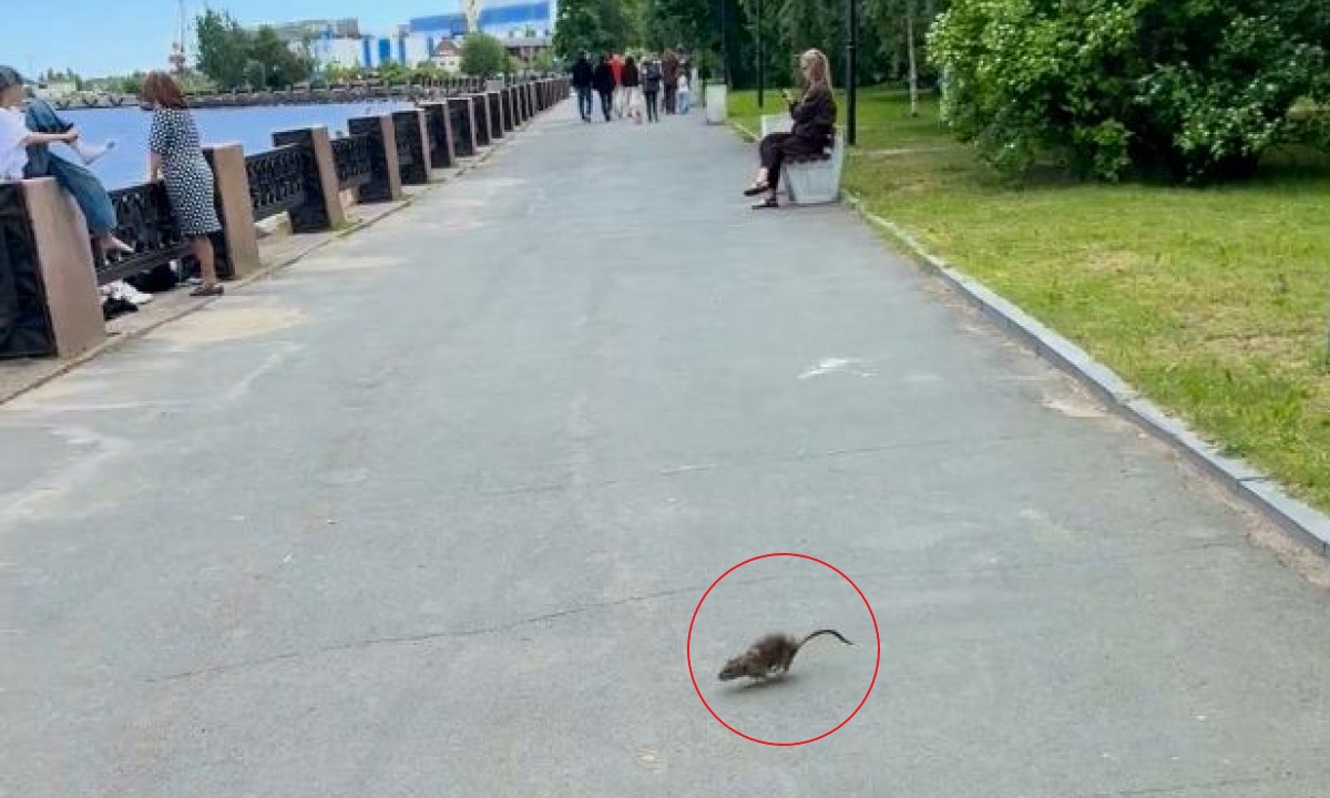 Жители Петрозаводска продолжают жаловаться на крыс