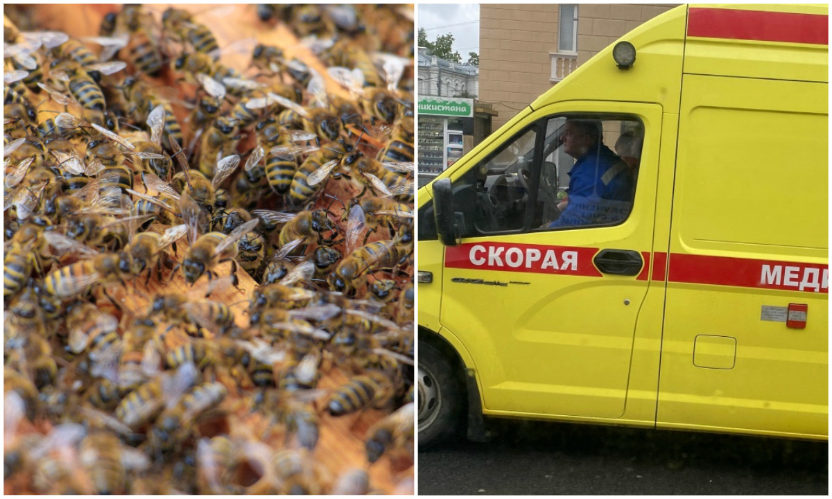 Дедушка закрыл собой внука от роя ос и попал в реанимацию