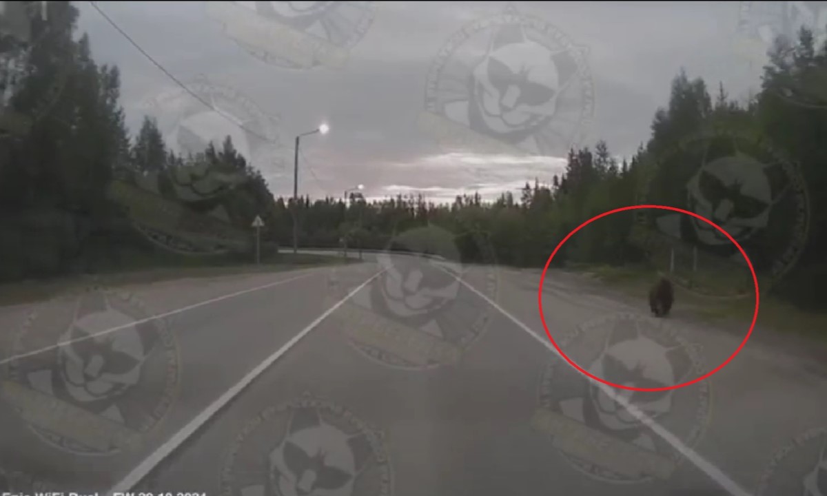 В городе Карелии медвежонок побежал за автомобилем