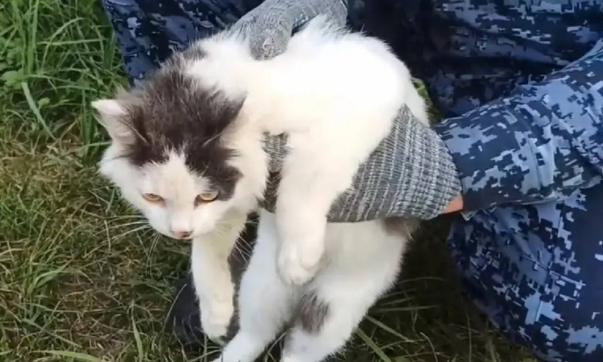 Появилось видео задержания кота-наркокурьера
