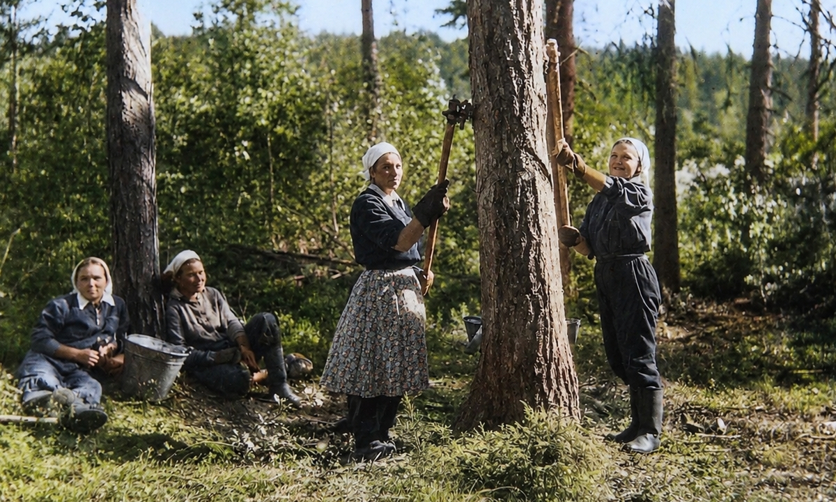 Лесничий рассказал про тяжелый труд женщин на добыче живицы в Карелии