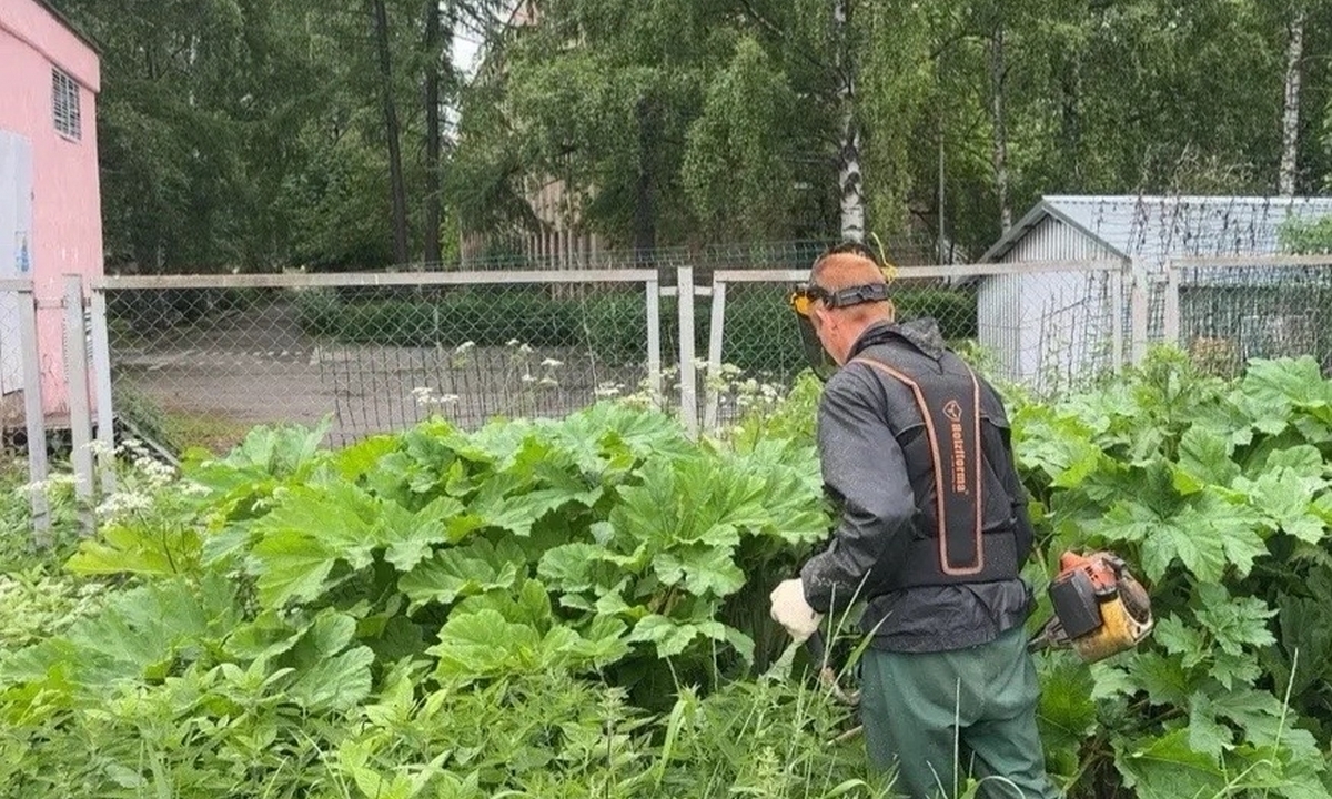 Трем россиянам закрыли выезд за границу из-за борщевика