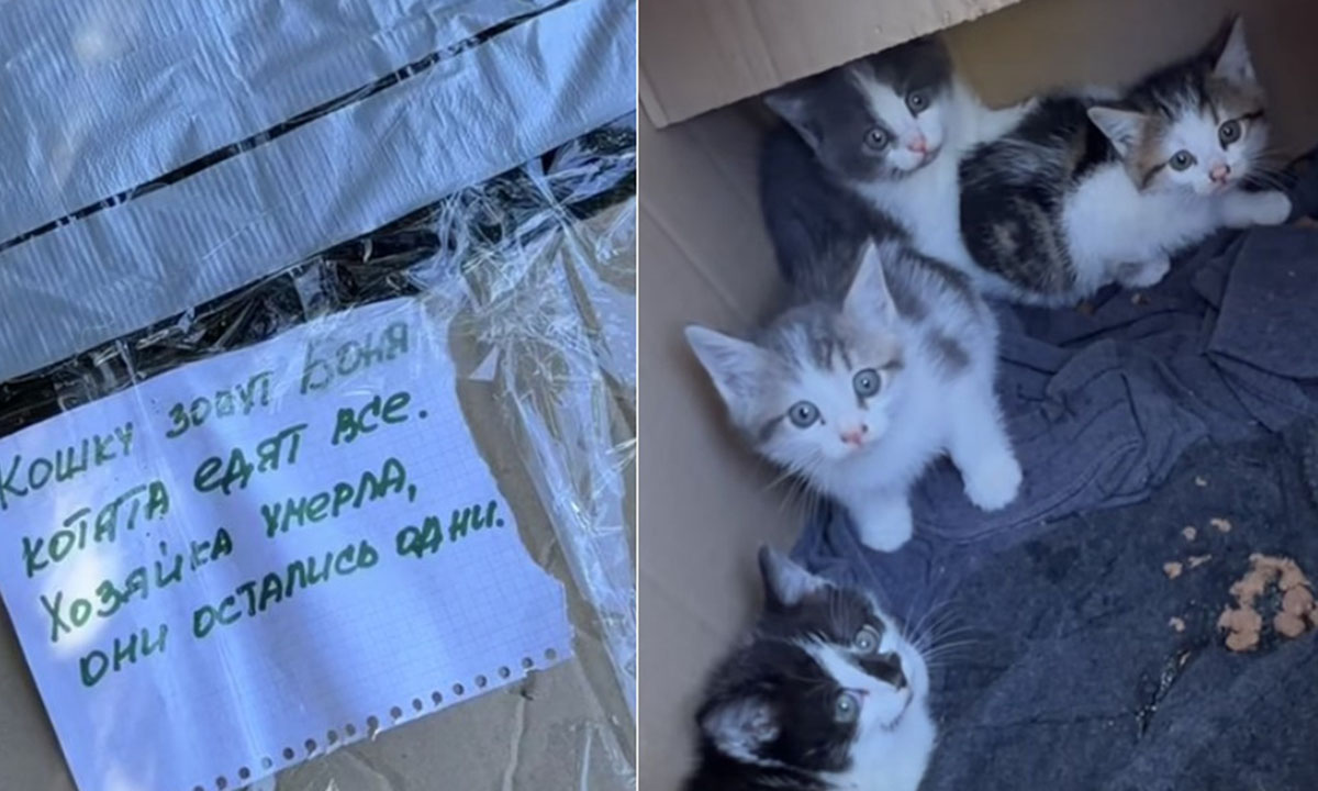 В Карелии кошку и котят замуровали в коробку и отнесли на остановку