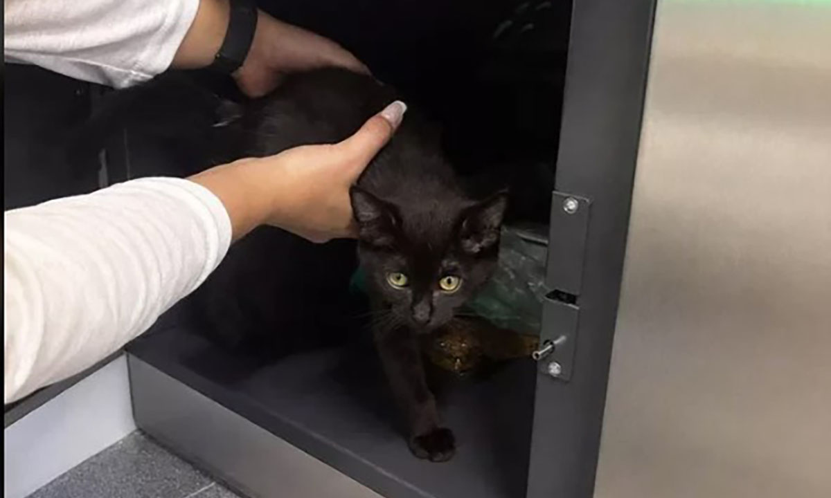 Котенка заперли в камере хранения на вокзале