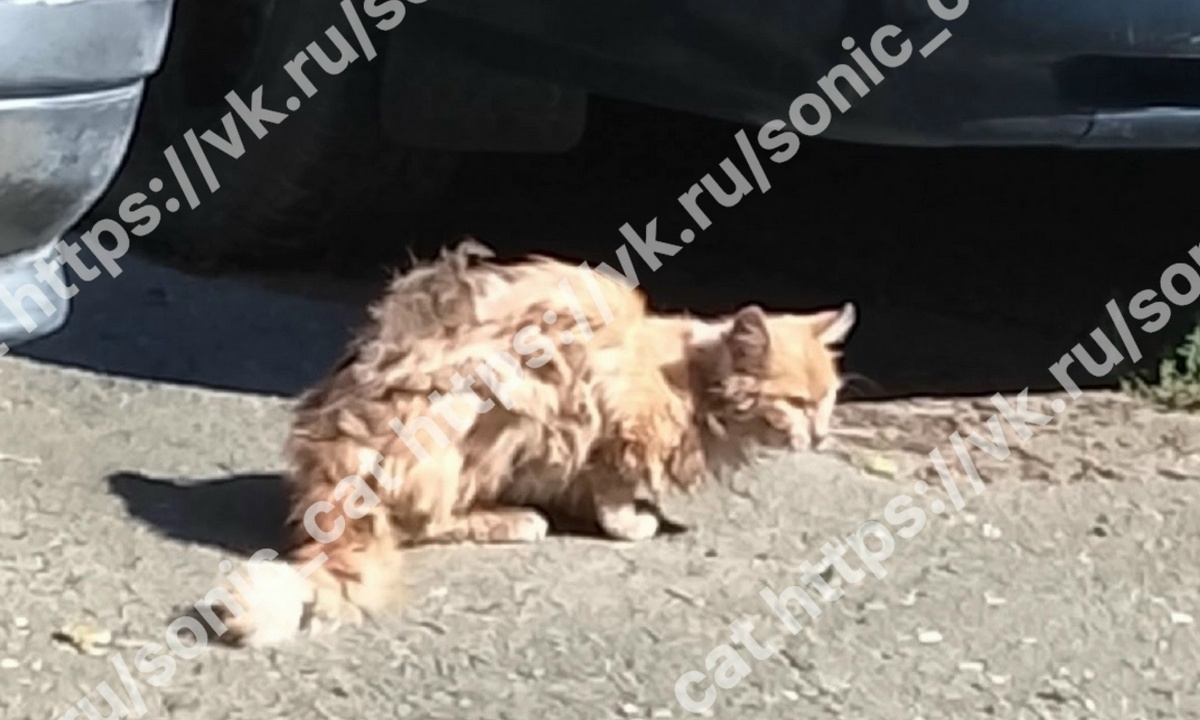 В Петрозаводске дети искалечили уличного кота: нужна помощь!