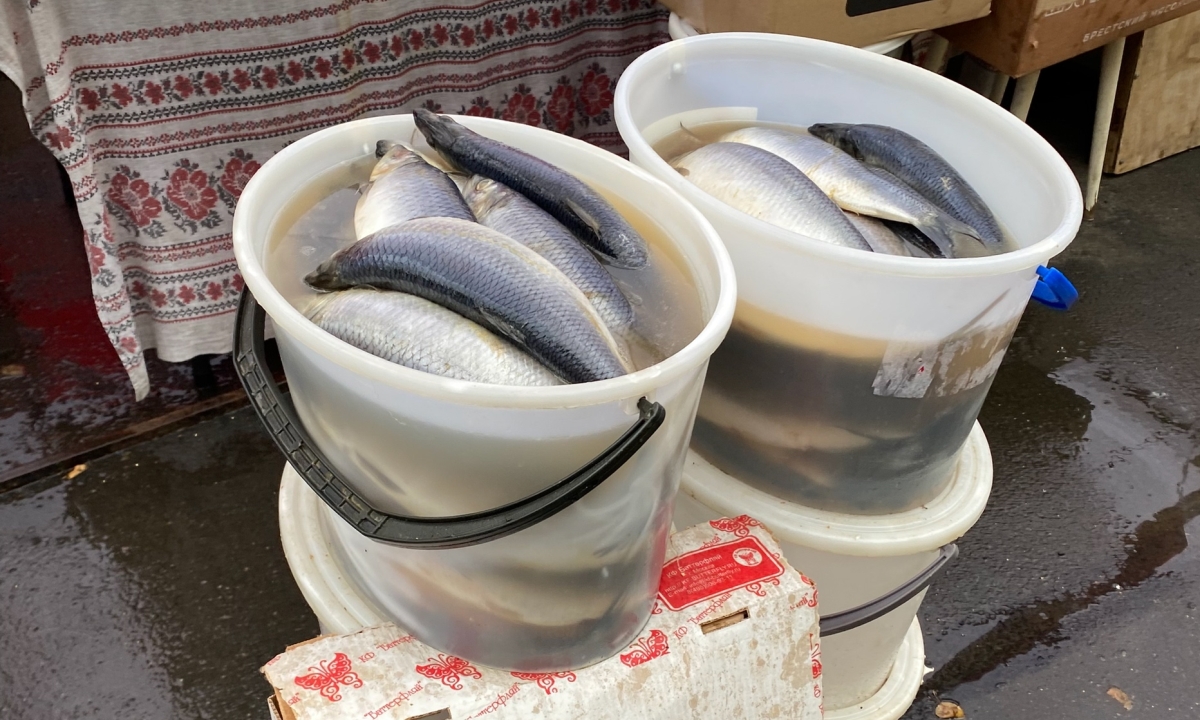 сельдь селедка рыба рынок ярмарка