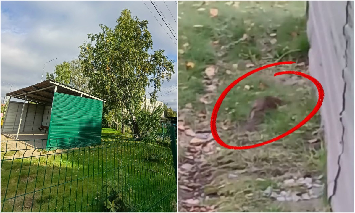 «Выскакивают, когда гуляют дети»: в Петрозаводске крысы атакуют детский сад