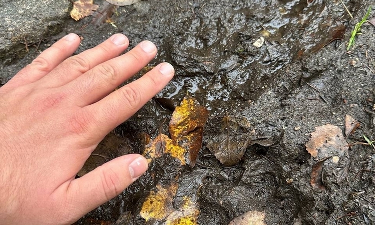 В районе Петрозаводска видели медведицу с медвежатами