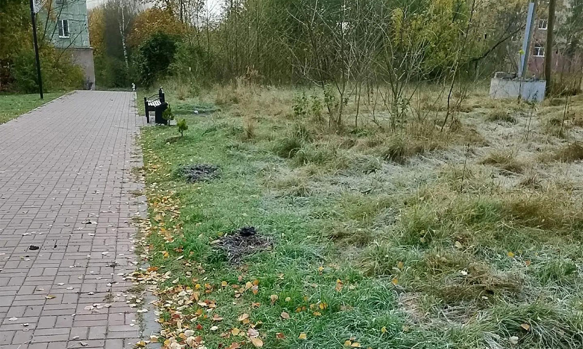 Вандалы выкопали сосны в парке Карелии