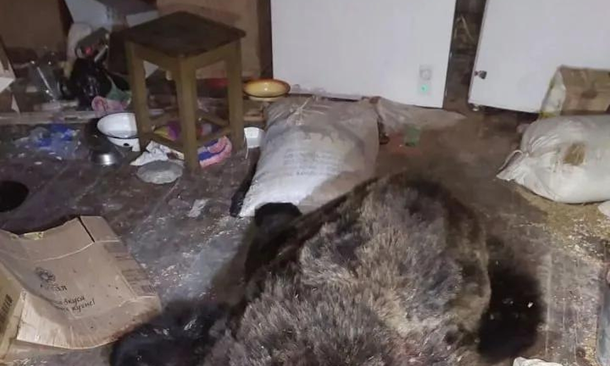 «Технику покрушил». Медведь залез в дом и разворотил все внутри