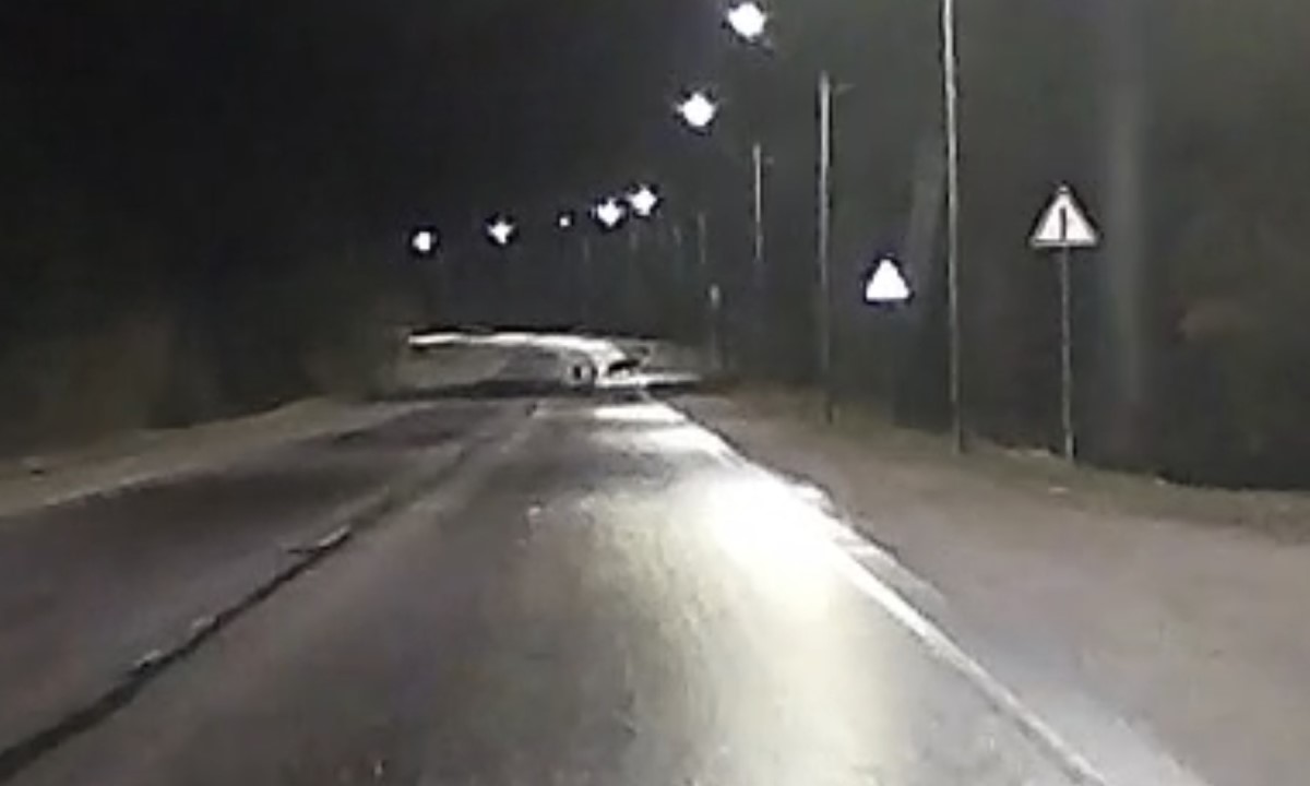 Стаю медведей заметили возле города в Карелии