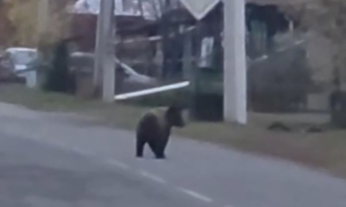 Медведь погнался за женщиной прямо в городе
