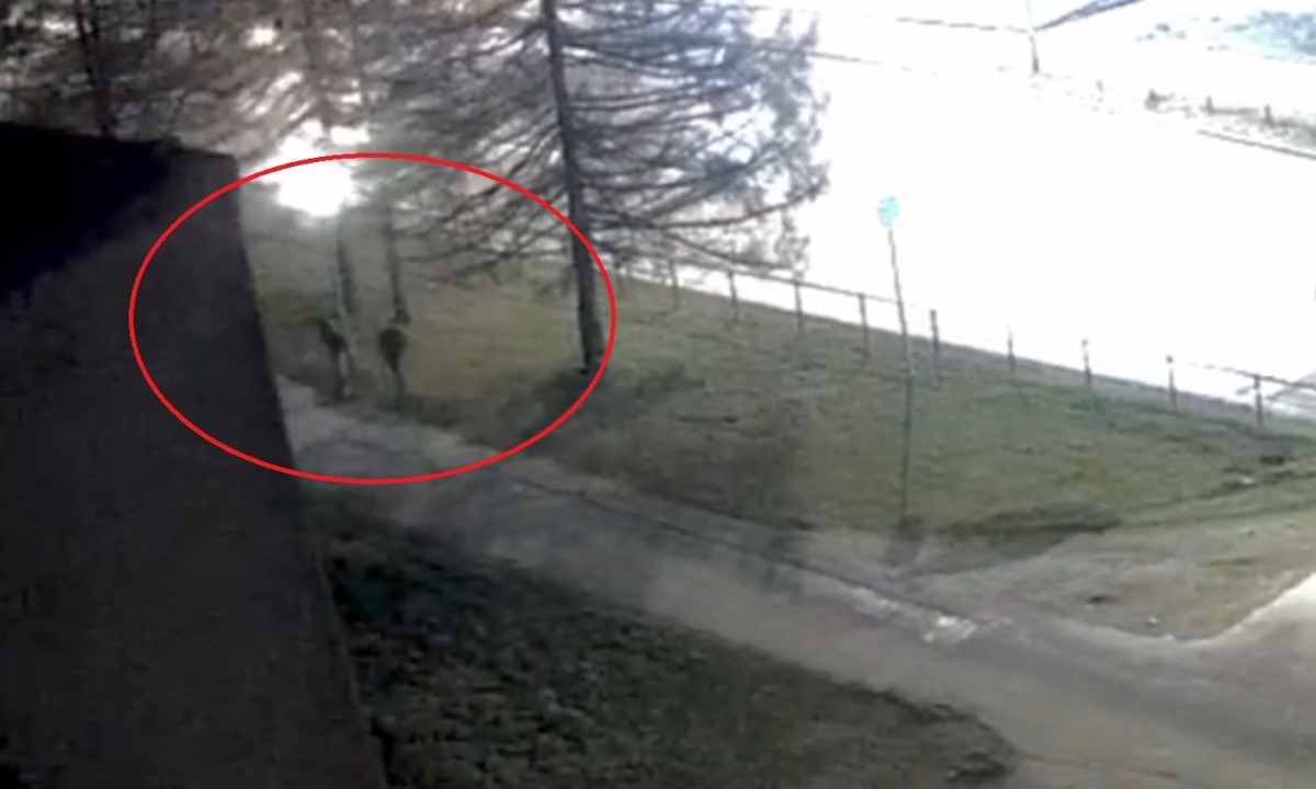В карельском городе вандалы разбили девять фонарей и светофорный ящик
