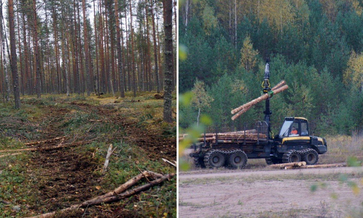 Стало известно, почему в Карелии внезапно вырубили лес около старого финского аэродрома