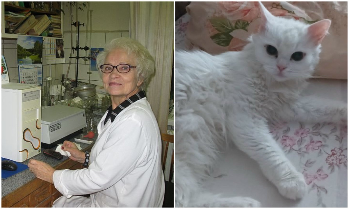 Стало известно, кого сбили насмерть у Музтеатра Карелии: кошке погибшей женщины ищут новый дом